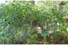 Emziren Anneler Acı Çehre Kullanabilir mi?