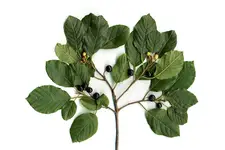 Acı Çehre Nerede Yetişir?