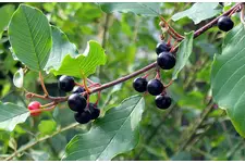 Acı Çehrenin Faydaları Nelerdir?