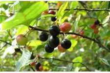 Kara Çehre Kullanımı ve Faydaları Nelerdir?