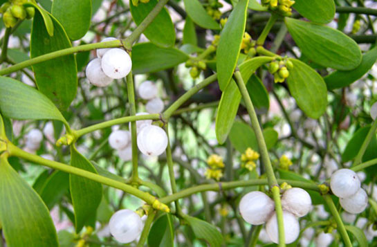 Acı Çehrenin Yan Etkileri